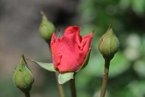 A pretty bud of red rose in spring photo