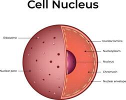 Cell Nucleus with Labeled Components Design Illustration vector