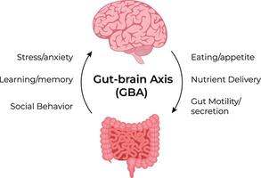 The GutBrain Axis and its Impact on Health Design Illustration vector
