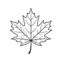 Simple Line Drawing of a Single Maple Leaf Isolated on White Background vector