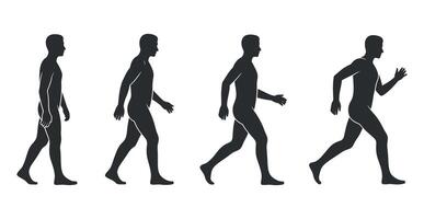 Progression of Human Movement Four Silhouette Figures Illustrating the Transition from Standing to Walking to Running on a Clean White Background for Scientific Study vector