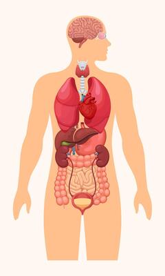 Human body internal organs. Anatomy system poster with brain, heart, lungs, liver, kidneys, and eye. Illustration