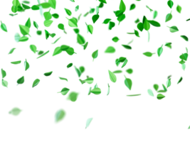Green leaves cascade downward, creating a soothing visual effect on transparent backdrop. This serene depiction evokes a sense of calm and natural beauty throughout the scene. Botanical header. png