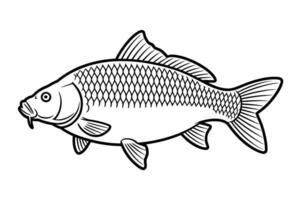 Textured Carp Contour Realistic Fish Art vector