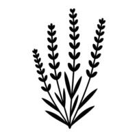 Fragrant Lavender Bloom Classic Herb Outline vector