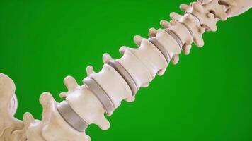 Spine Health Visualization. Animated 3D Model of Spinal Decompression and Movement video