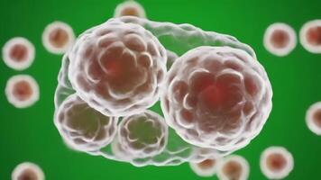Close-up visualization of cells dividing and multiplying under a microscope video