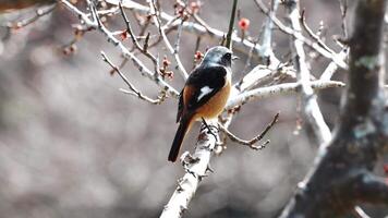 Colorful bird perched on a branch during a sunny day in nature video