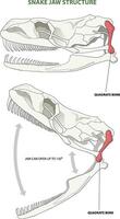 illustration of snake jaw structure vector