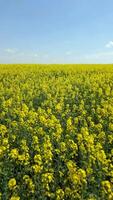 Slow drone flight over blooming yellow rapeseed field on a sunny spring day. Peaceful countryside landscape with flowers and blue sky. video
