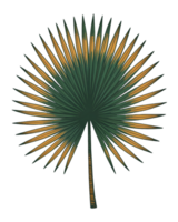 Isolated green and yellow palm leaf with transparent background creating a tropical vibe for your design png
