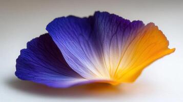 A single flower with purple and orange petals photo