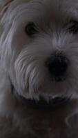 Portrait of a West Highland White Terrier with soft fur and bright eyes in a cozy indoor setting video