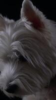Captivating portrait of a West Highland White Terrier with charming features and expressive fur in a dark setting video