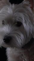 Large portrait of a West Highland White Terrier showcasing its distinctive fur and expressive features in soft lighting video