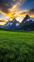 A field of green grass photo