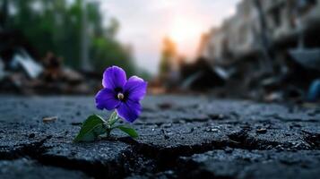 A purple flower is growing out of the ground photo