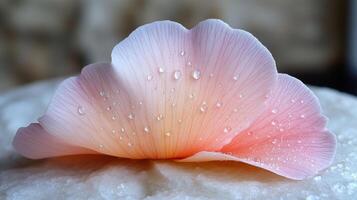 Delicate pink petal displays raindrops, highlighting its soft texture and gentle hues. The petal rests on a smooth, light-colored surface in a tranquil indoor environment photo