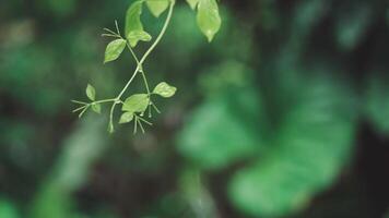 Raindrops Hanging from Young Green Vine in Calm Tropical Rain with Soft Background video