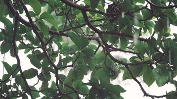 Rain Falling on Avocado Tree with Wet Green Leaves and Branches in Natural Tropical Setting video