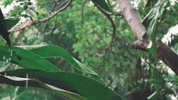 Tropical Rain Falling on Large Green Leaves and Tree Branches in Lush Jungle video