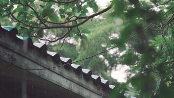 Raindrops Falling on Old Tiled Roof with Tree Branch in Natural Setting video