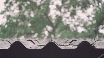 Raindrops Falling on Tiled Roof with Tree Branch in Calm Natural Setting video