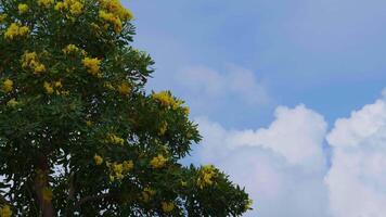 The movement of clouds with yellow flowers in the foreground video
