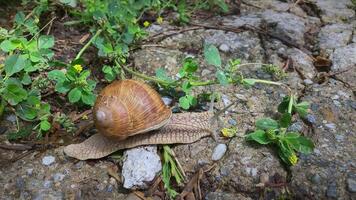 A snail with a nice brown shell video