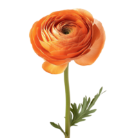 Single orange persian buttercup stem image isolated transparent. Floral ranunculus asiaticus bloom cut out . Herbaceous perennial plant cutout element object photography png