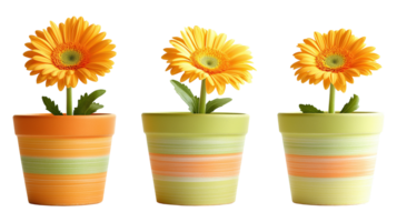 Three orange gerbera daisies in ceramic pots image set isolated transparent. Garden blooms houseplants cut outs collection. Potted gerberas cutouts elements objects png