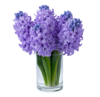 Purple hyacinth bouquet in glass vase image isolated transparent. Floral hyacinthus orientalis cut out . Fresh bloom. Spring blossom perennial cutout element object photography png