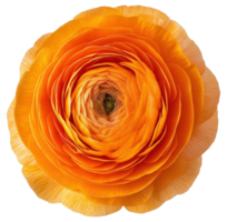 Orange persian buttercup in full bloom image isolated transparent. Floral ranunculus asiaticus cut out . Herbaceous perennial plant cutout element object photography png