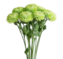 Light green chrysanthemum flower stems image isolated transparent. Floral chrysanths, mums cut out . Fresh bloom. Perennial asteraceae cutout element object photography png