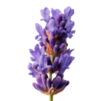 Purple lavender twig flower buds image isolated transparent. Floral lilac lavandula angustifolia cut out . Apothecary herb. Fragrance perennial cutout element object photography png