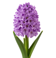 Single purple hyacinth flower image isolated transparent. Floral hyacinthus orientalis cut out . Fresh bloom. Spring blossom perennial cutout element object photography png