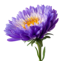 Violet aster flower blossom image isolated transparent. Floral specimen cut out . Fresh bloom. Perennial plant. Botanical symphyotrichum cutout element object photography png