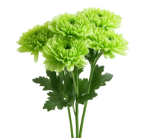 Bright green chrysanthemums with foliage image isolated transparent. Floral chrysanths, mums cut out . Fresh bloom. Perennial asteraceae cutout element object photography png
