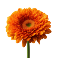 Orange gerbera flower on green stem image isolated transparent. Floral transvaal daisy cut out . Fresh bloom. Botanical perennial flora cutout element object photography png