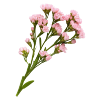 Pink limonium sinuatum flower spray image isolated transparent. Floral statice romantic bloom cut out . Perennial herb. Botanical specimen cutout element object photography png