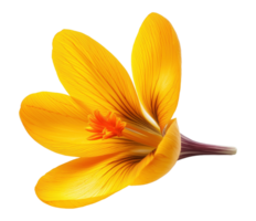 Crocus flavus flowering plant with orange stigma image isolated transparent. Sternbergia lutea cut out . Fresh bloom. Botanical iridaceae cutout element object photography png