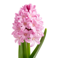 Delicate pink hyacinth flower in full bloom image isolated transparent. Floral hyacinthus orientalis cut out . Spring blossom perennial cutout element object photography png