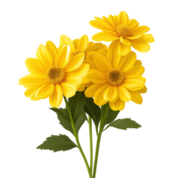 Cluster of yellow false sunflower blooms image isolated transparent. Heliopsis helianthoides flowers cut out . Smooth oxeye. Asteraceae floral cutout element object photography png