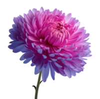 Vivid purple-pink chrysanthemum flower with curled petals image isolated transparent. Floral chrysanth mum cut out . Fresh bloom. Perennial cutout element object photography png
