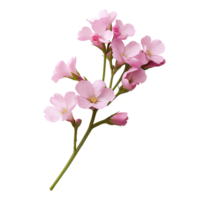 Pink oleander spray with delicate blooms image isolated transparent. Tropical floral rosebay inflorescence cut out . Botanical apocynaceae cutout element object photography png