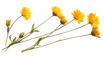 Yellow calendula officinalis flowers and buds image isolated transparent. Pot marigolds stems. Ruddles. Floral cut out . Perennial herb. Bloom cutout element object photography png