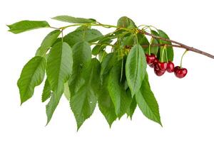 cherry branch with berries isolated on white background photo