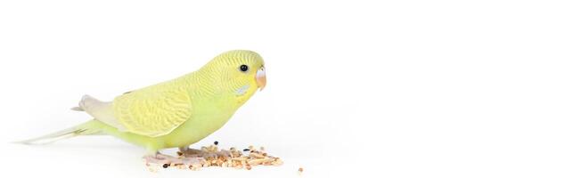 green parrot sits on a light background photo