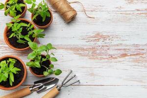 Seedlings growing in terracotta pots with gardening tools on rustic white wood table photo