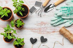 Gardener preparing seedlings and tools for spring planting on rustic table photo